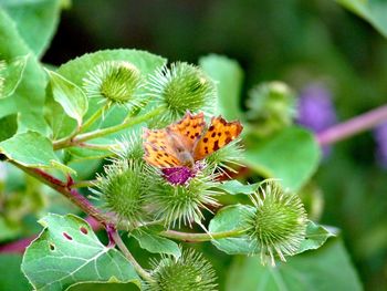 Close-up of butterfly pollinating on plant