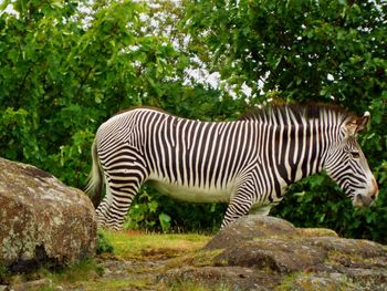 Zebra sitting on a rock against trees