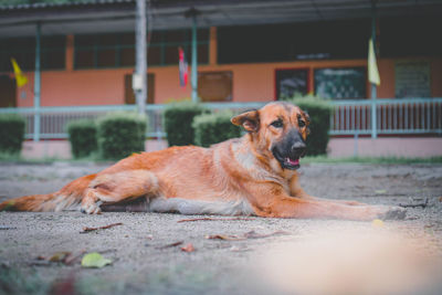 Portrait of dog resting