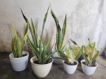Close-up of potted plant