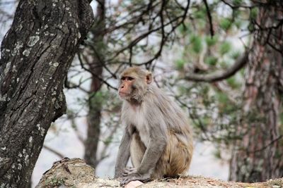 Monkey sitting on tree trunk