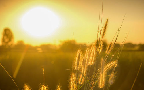 Close-up of wheat growing on field against sunset