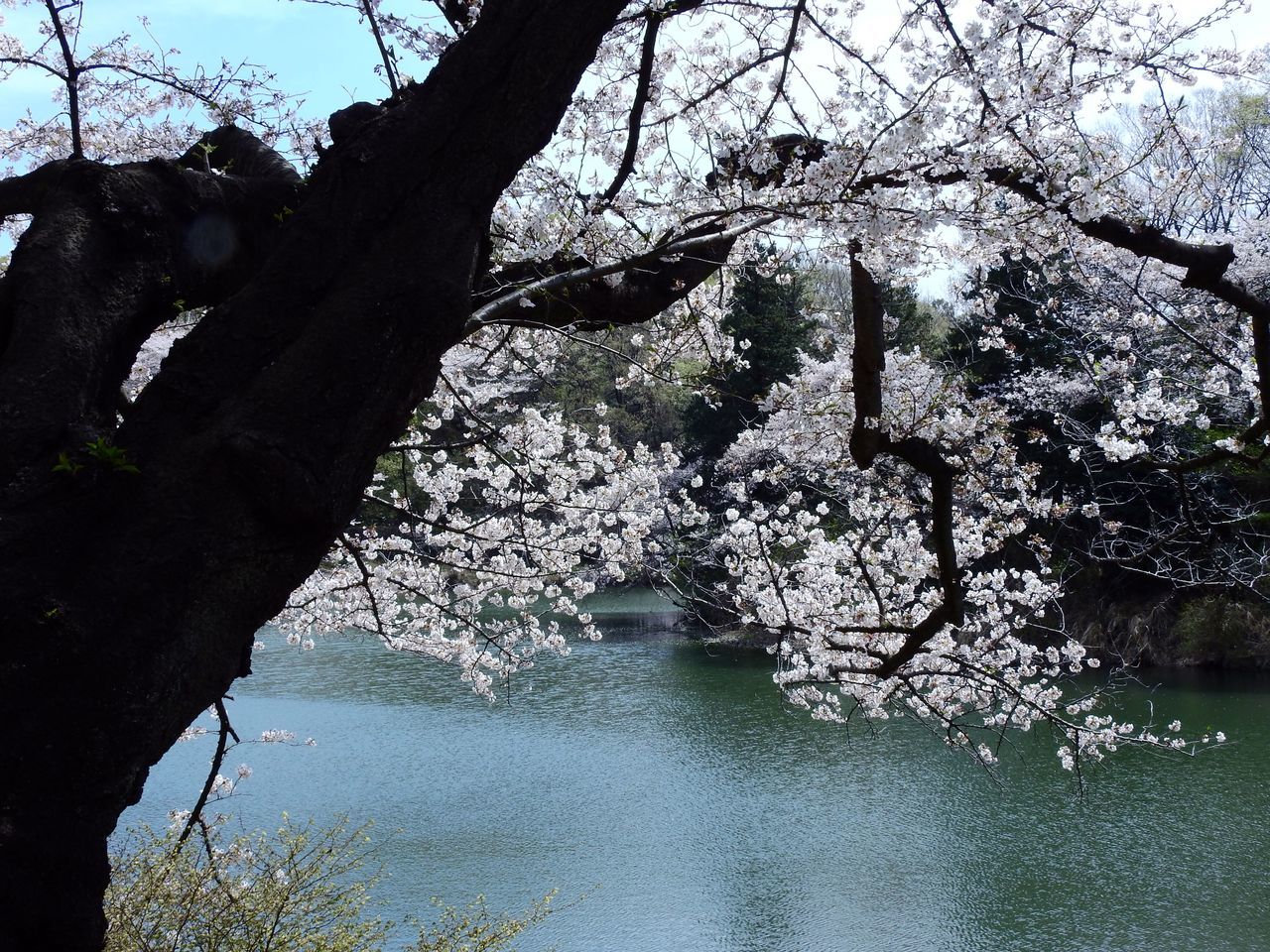 tree, water, plant, beauty in nature, nature, branch, day, no people, tranquility, growth, scenics - nature, river, outdoors, tranquil scene, land, trunk, tree trunk, flowering plant, flower, springtime, cherry blossom, cherry tree, flowing water