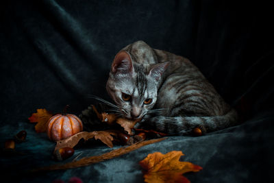 Close-up of a cat resting on leaves