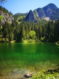 Scenic view of lake in forest