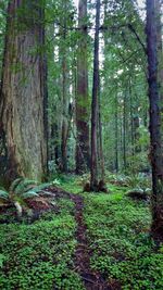 Trees in forest