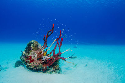 Coral in blue ocean