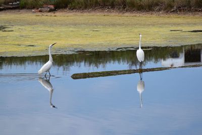 White heron on lake