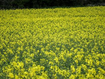 Scenic view of oilseed rape field