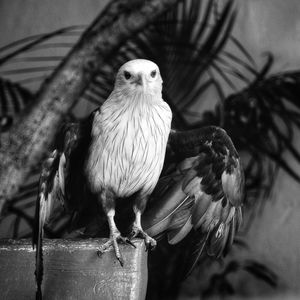 Close-up of bird perching on wall