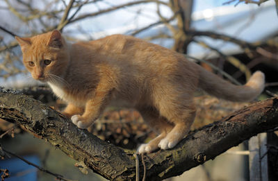 Cat sitting on branch