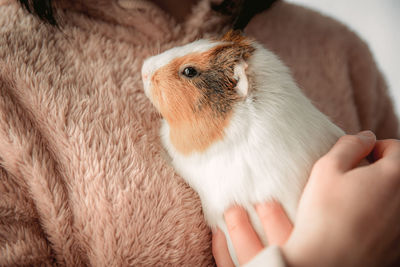 The guinea pig in the girl's arms