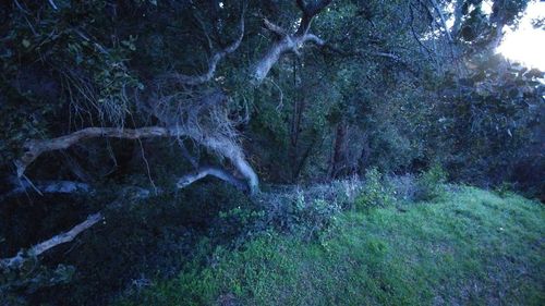 Close-up of tree against sky at night