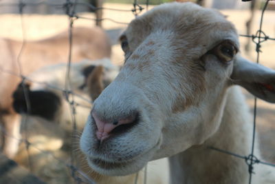 Close-up portrait of sheep