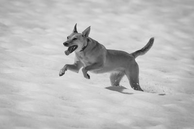 View of a dog running
