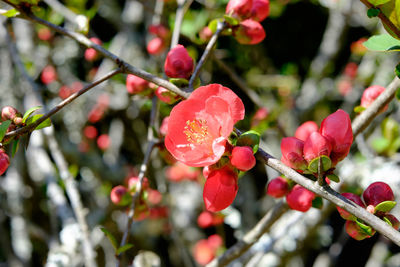 Close-up of red flowers