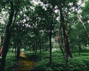 Trees in forest