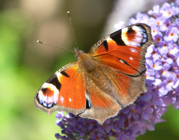Close-up of butterfly pollinating on flower