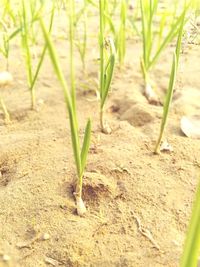 Close-up of plant growing on field