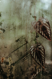 Close-up of insect on glass wall