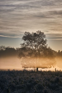 Plants and trees on field against sky during sunset