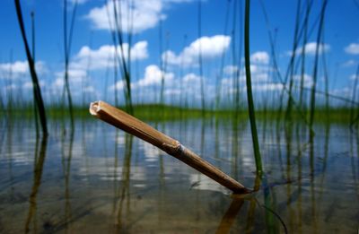 Close-up of grass by lake against sky