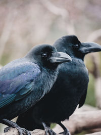 Close-up of birds perching