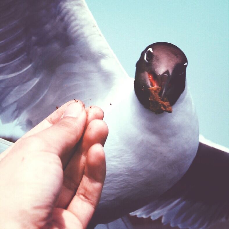 Sea gull