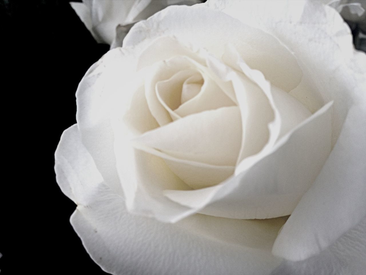 flower, petal, flower head, fragility, freshness, rose - flower, beauty in nature, single flower, close-up, studio shot, rose, nature, growth, white color, blooming, single rose, black background, in bloom, no people, blossom