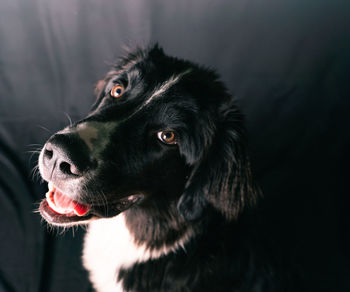 Close-up of dog looking away