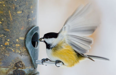 Close-up of bird on feeder