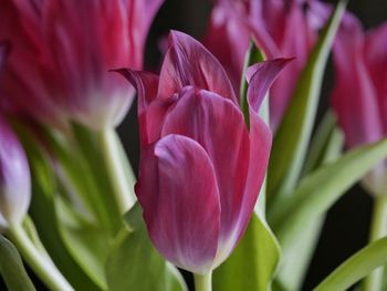 Close-up of flower blooming outdoors