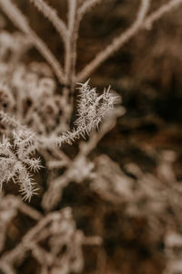 Close-up of plant