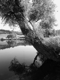 Reflection of tree in lake against sky