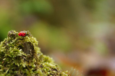Close-up of ladybug on plant