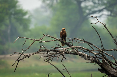 Low angle view of bird perching on branch