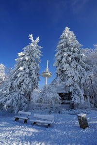 Snow covered trees against clear blue sky