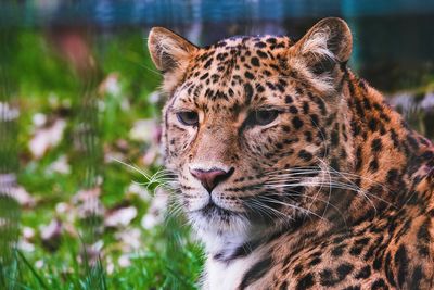 Close-up of a cat looking away