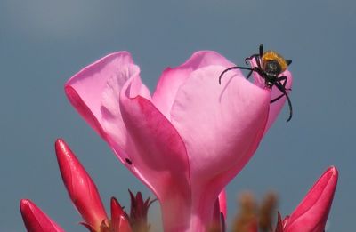 Close-up of insect pollinating on pink flower