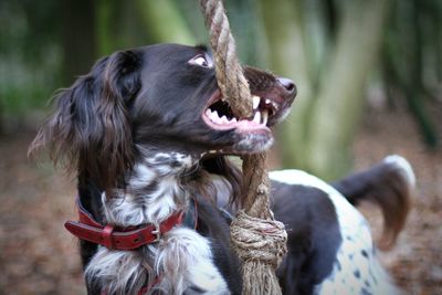 Close-up of dog