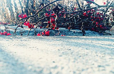 Close-up of red leaves on the ground