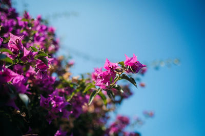 Close-up of pink cherry blossoms in spring