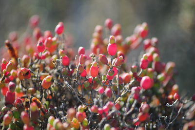 Close-up of red flower