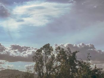 Low angle view of trees against sky