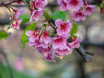 Close-up of pink cherry blossoms in spring