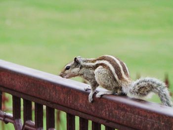 Close-up of squirrel on railing