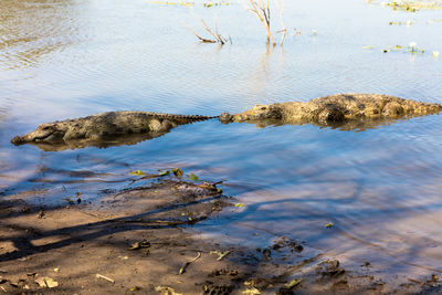 Birds in lake