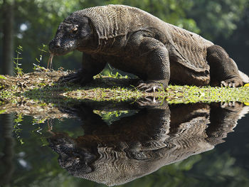 Close-up of turtle in water