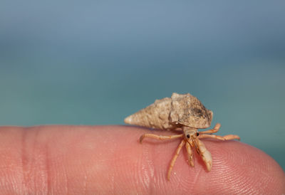 Close-up of small crab on hand