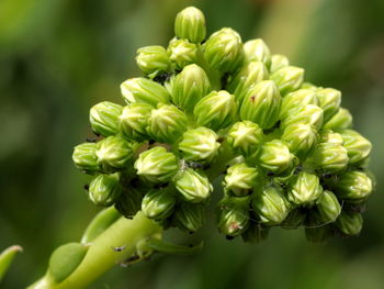 Close-up of spiders on buds outdoors